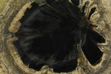 Petrified Wood (Hermanophyton) Slab - Colorado #166403-1
